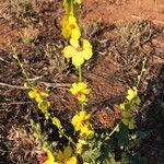 Verbascum sinuatum花