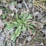 Plantago virginica Blatt