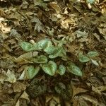 Asarum virginicum Habitus