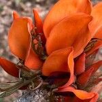 Erythrina fusca Квітка