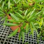 Ficus cordata Leaf