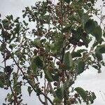 Pyrus cordata Fruto