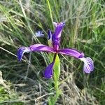 Iris reichenbachiana 花