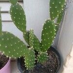 Opuntia maxima Yeri