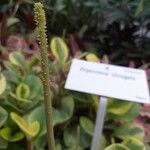 Peperomia elongata Цвят