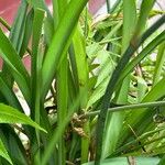 Anthericum ramosum Likasa