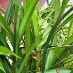 Anthericum ramosum Leaf