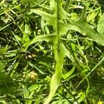 Crepis biennis Leaf