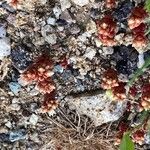 Sedum andegavense 花