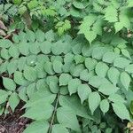 Aralia elata Yaprak