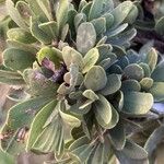 Boscia albitrunca Yaprak