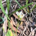 Nothoscordum bivalve ফুল