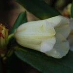 Rhododendron temenium Flor