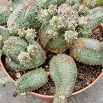 Euphorbia pseudoglobosa List