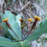 Pittosporum sessilifolium फूल