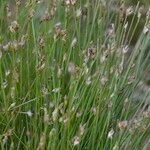 Eleocharis acicularis 形態