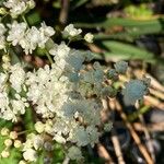 Filipendula vulgarisBlomma