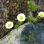 Ranunculus glacialis Fula