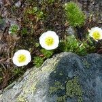 Ranunculus glacialis Blüte