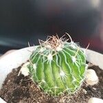 Stenocactus multicostatus Hoja
