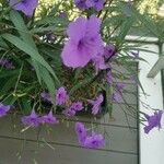 Ruellia simplexFlower