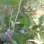 Lycium chinense Flower