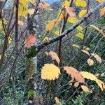 Sorbus mougeotii Leaf