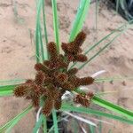 Cyperus ligularis Fruto