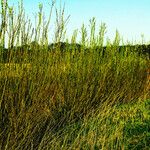 Salix viminalis Flor