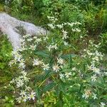 Doellingeria umbellata Hoja