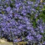Campanula garganica Hábito