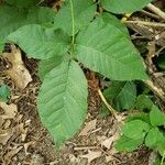 Toxicodendron radicans Ліст