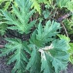 Heracleum mantegazzianum Foglia