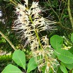 Aesculus parvifloraFlower