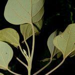 Gmelina arborea Лист