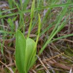 Ophioglossum engelmannii Hábito