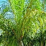 Raphia farinifera 葉