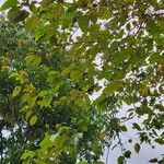 Camptotheca acuminata Frucht