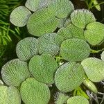 Salvinia natans Leaf