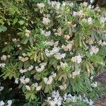 Rhododendron decorum Flor