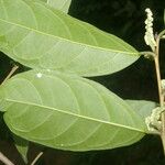 Trophis racemosa Feuille