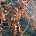 Taxodium distichum Blatt