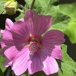 Malva olbiaBloem