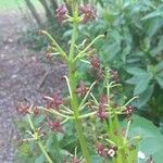 Galium rubrum പുഷ്പം