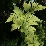 Gymnocarpium dryopteris Blatt