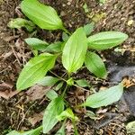 Plantago rugelii Folha