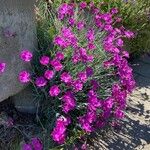 Dianthus gratianopolitanus عادت داشتن