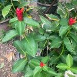 Costus woodsonii Blüte