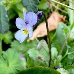 Viola kitaibeliana Cvet
