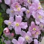 Clematis montana花